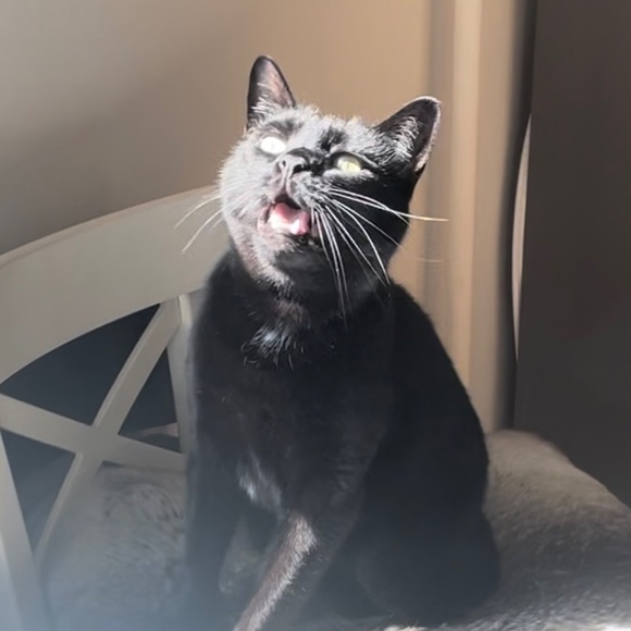 cats! - Picture 10 of 16